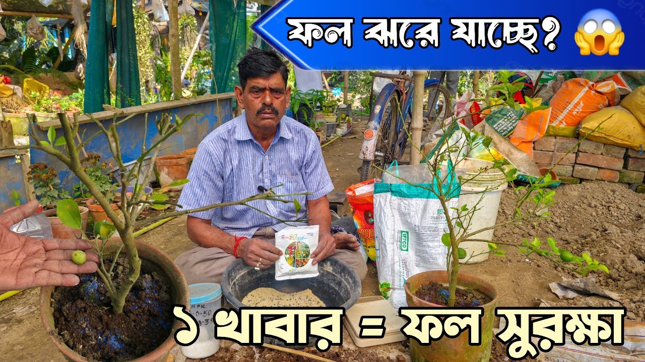 আপনার গাছের ফল ঝরে যাচ্ছে?
