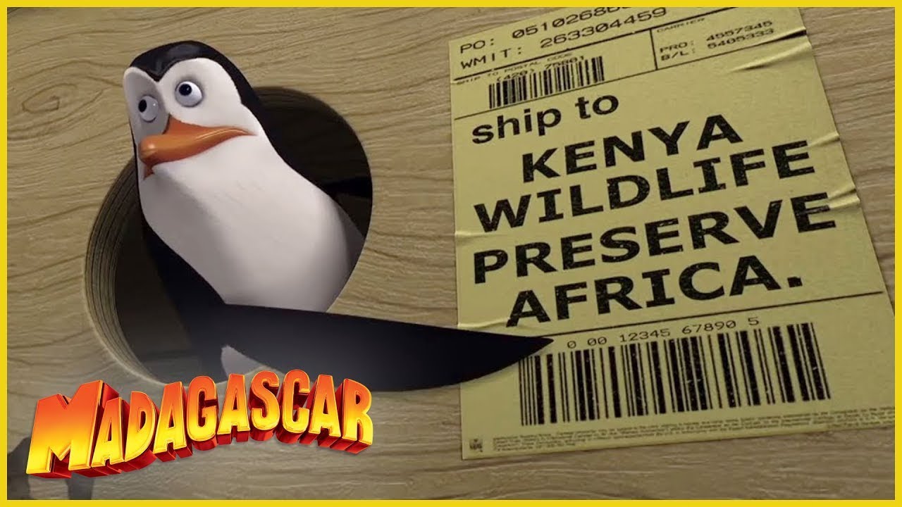 DreamWorks Madagascar en Español | La Transferencia | Dibujos animados para niños
