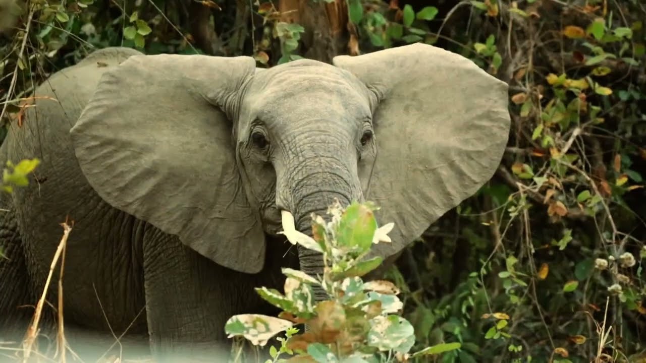 Wonderfull Africa