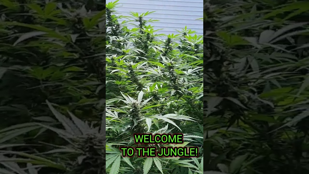 Outdoor 2021 Grow- 2-3lbs Per Plant 1 Week before Harvest Standing On 8 foot ladder!