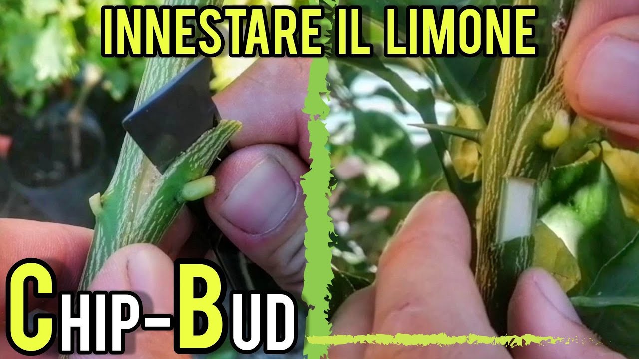 Innestare il limone: l'innesto a chip-budding.