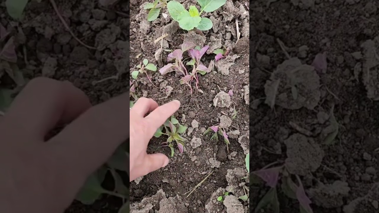 Advanced laser technology is  weed control in Chinese farms—chemical-free, and eco-friendly!