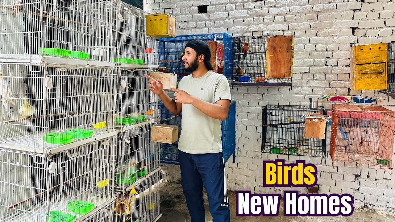 My Birds’ New Home | Unboxing & Setup of  New Cages 🐦