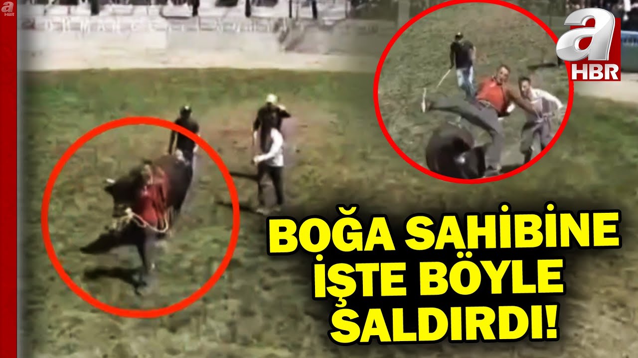 Artvin'de yarım tonluk boğa sahibini hastanelik etti! | A Haber