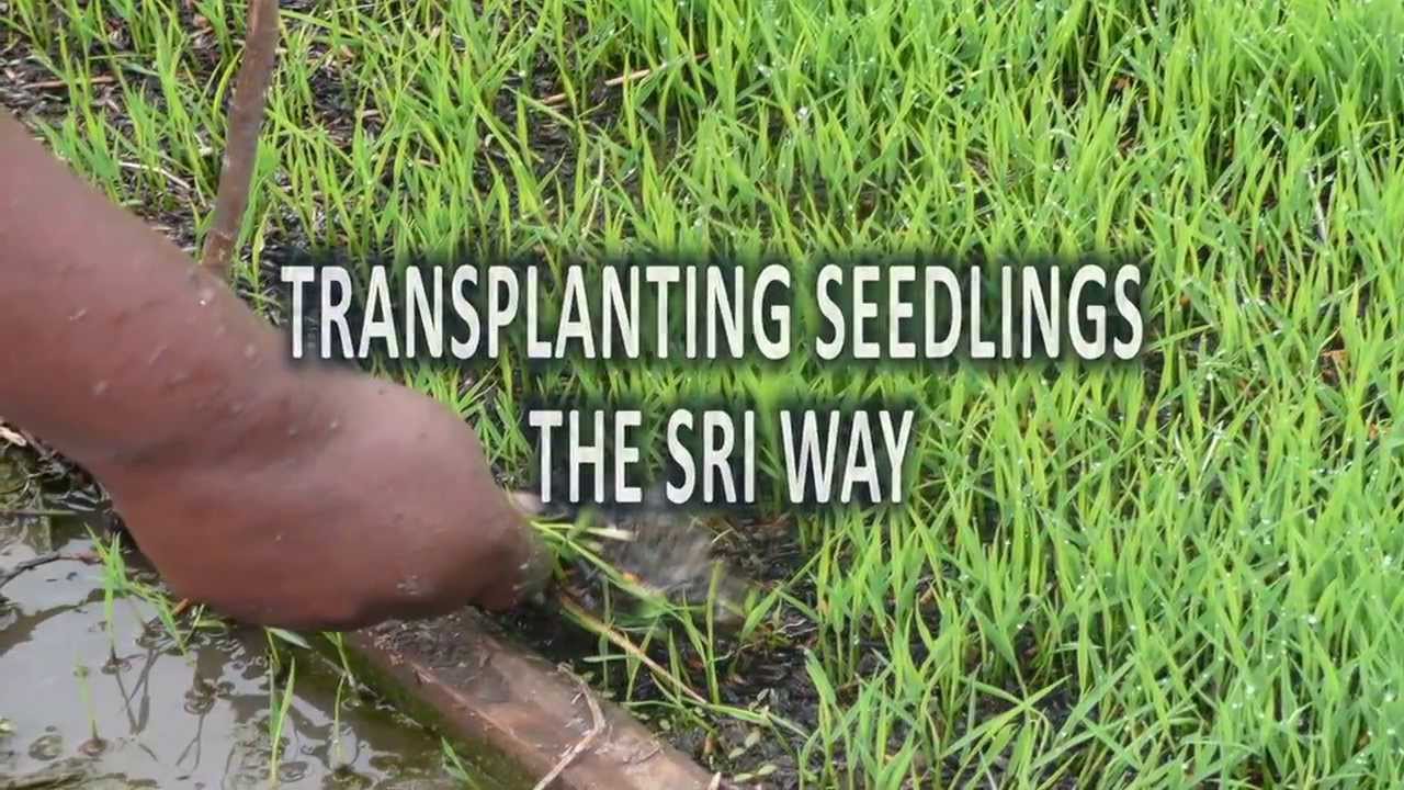 System of rice intensification (SRI): producing more rice with less water