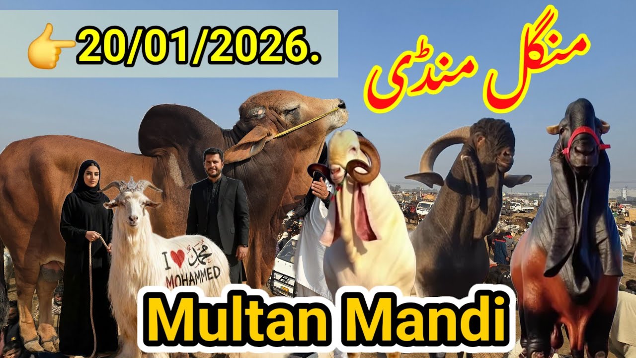 19 January 2026 || 👉 19/01/2026 Rate Mandi ✅ international Multan Mandi 😱  Pakistan Zoom 