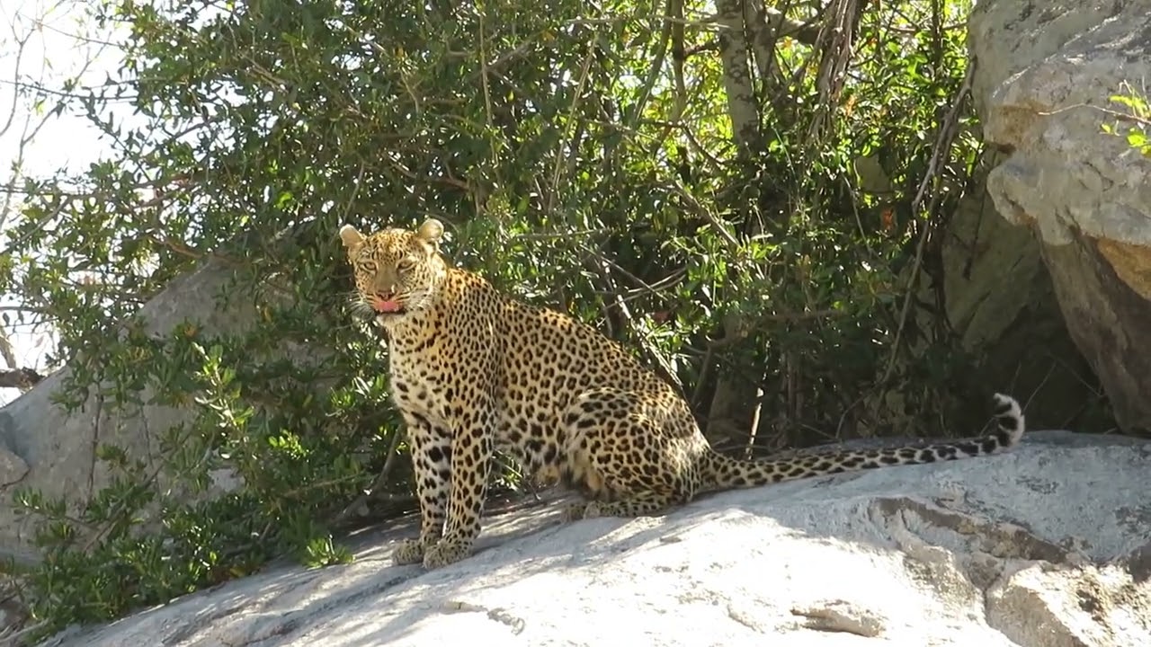 Leopard calling for cubs