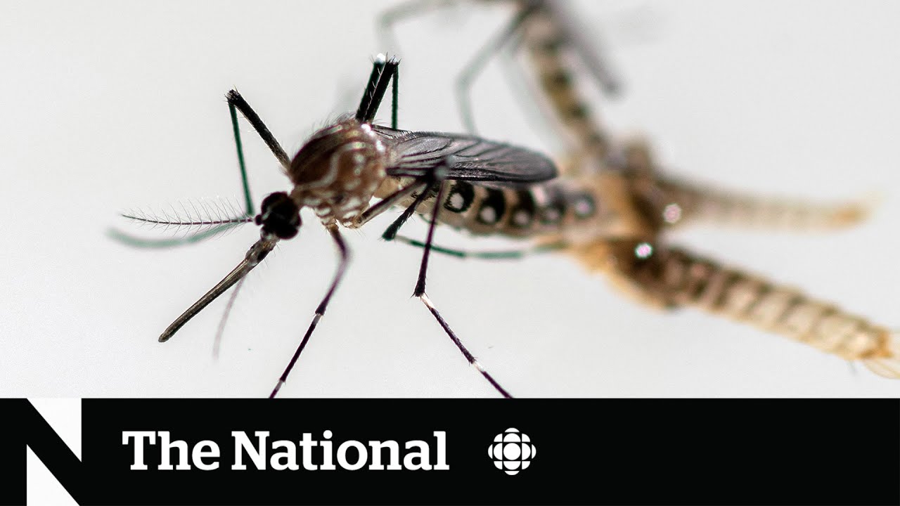 Rare, potentially deadly mosquito-borne virus puts Massachusetts on alert