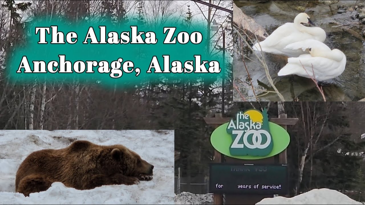 The Alaska Zoo |  Anchorage, Alaska | Alaskan Bears Vlogs