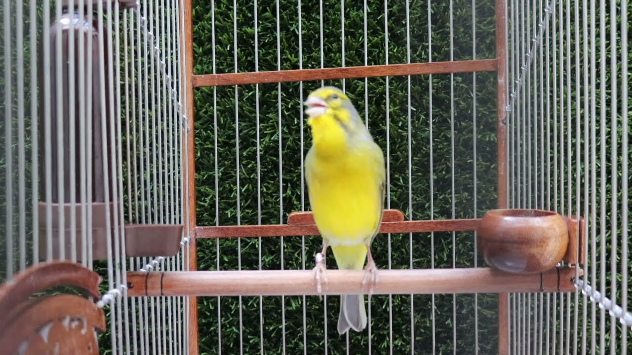 SERINUS Mozambicus | سيرينوس موزمبيق | Yellowfronted canary mule | Hybrid Finch | Nature Bird sounds