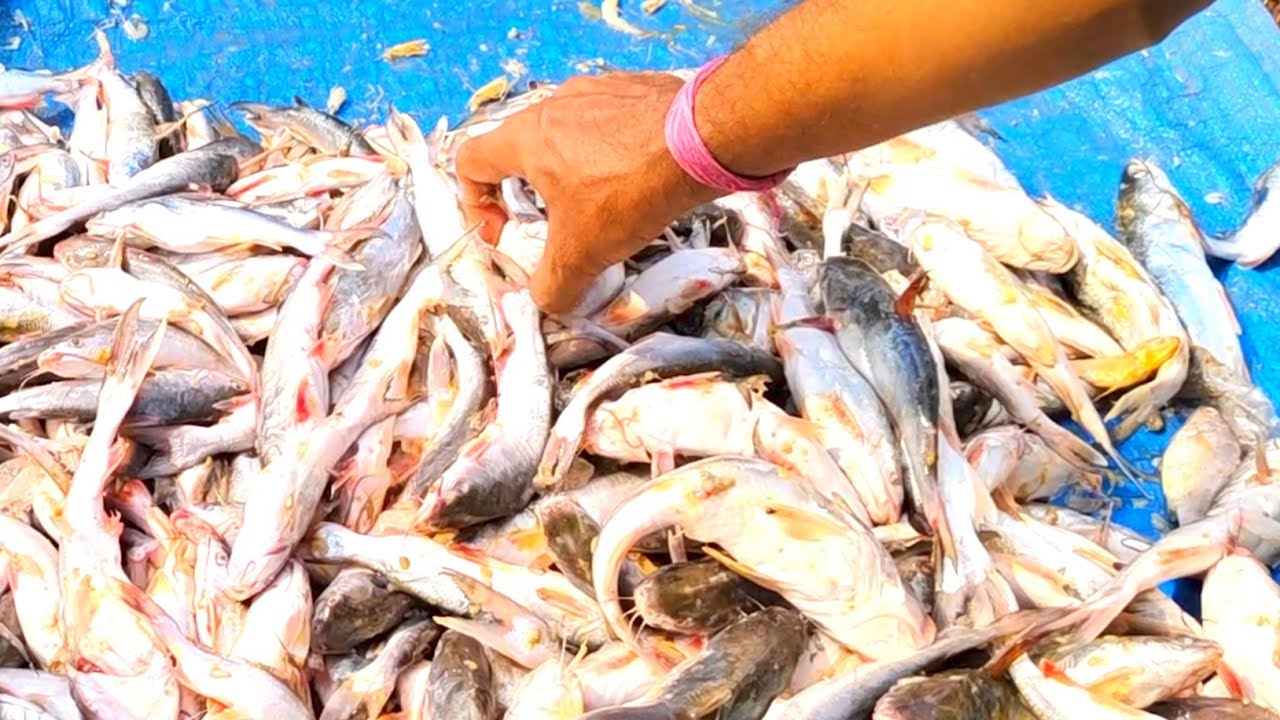 टेंगरा मछली बनाने का आसान तरीका |Tengra Fish banane ka dehati tarika | Tengra fish curry