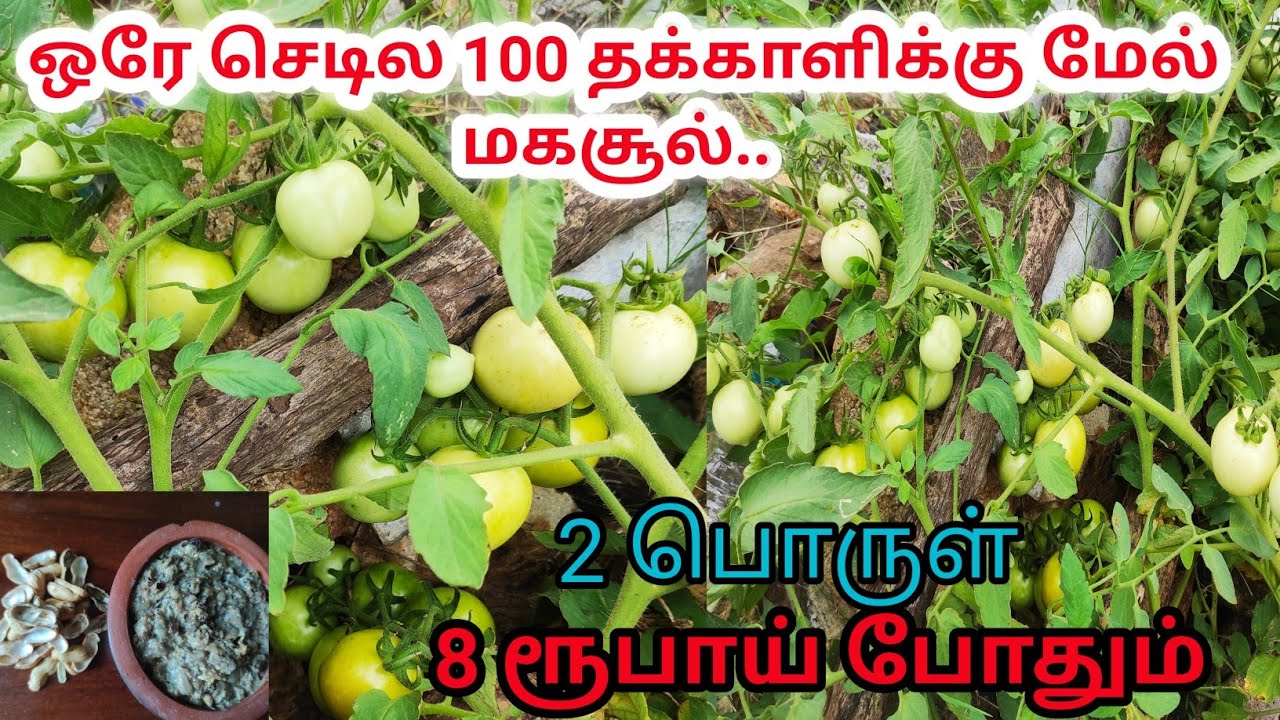 Best fertilizer for tomato and brinjal plant || Fertilizer for vegetable plant in tamil || Gardening