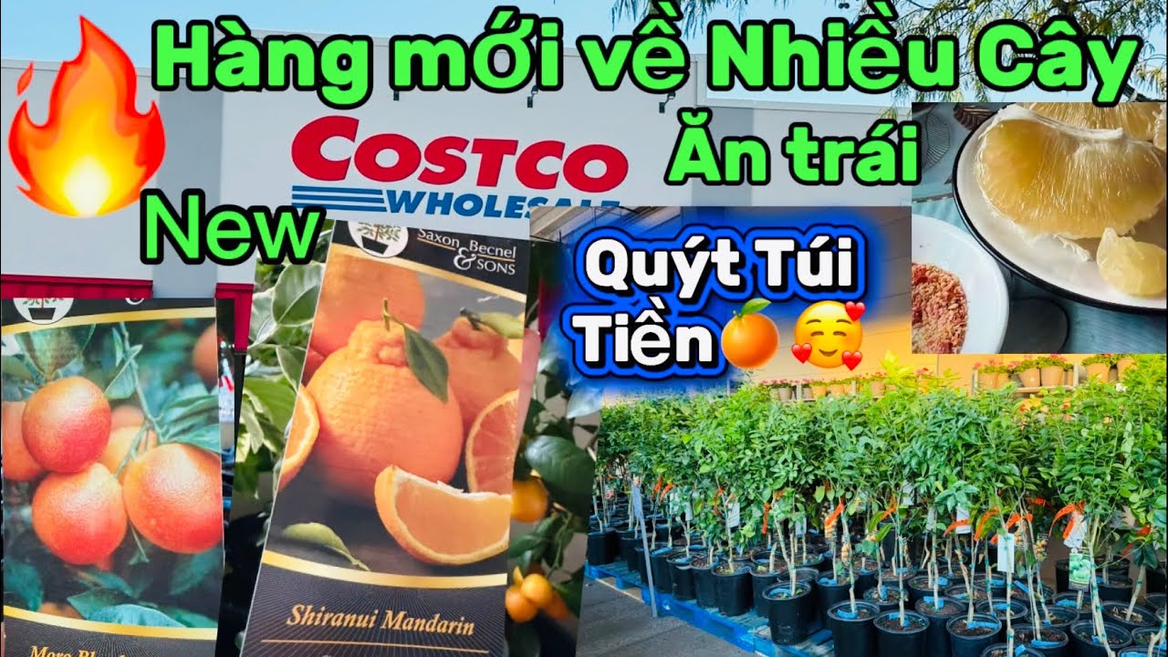 #275🇺🇸 ￼🔥chợ Costco mới về cây ￼trồng ăn trái ￼￼ rất nhiều:￼ quýt túi tiền, cam, chanh bưởi…..