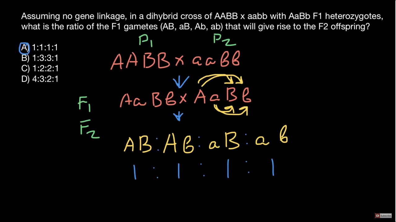 Genotypes and phenotypes ratios explained