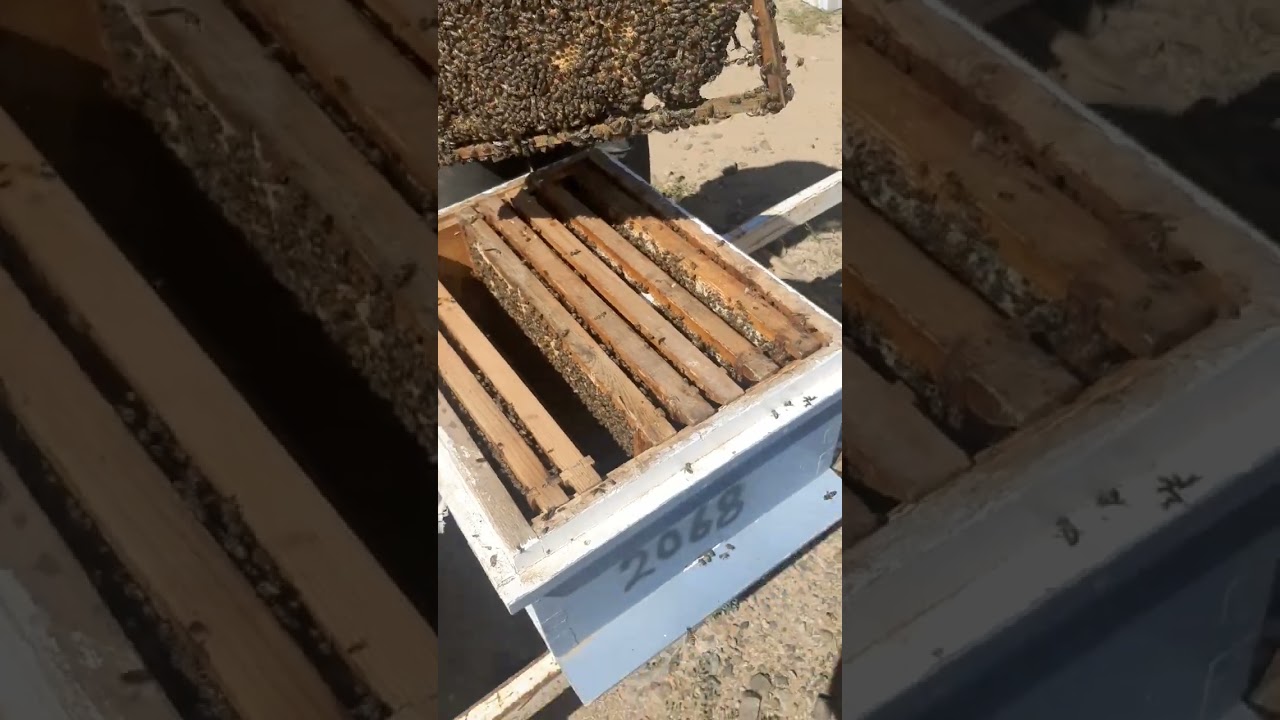رحلتي الى محطة تلقيح الملكات للشيخ فائز القثامي (النحل البلدي)