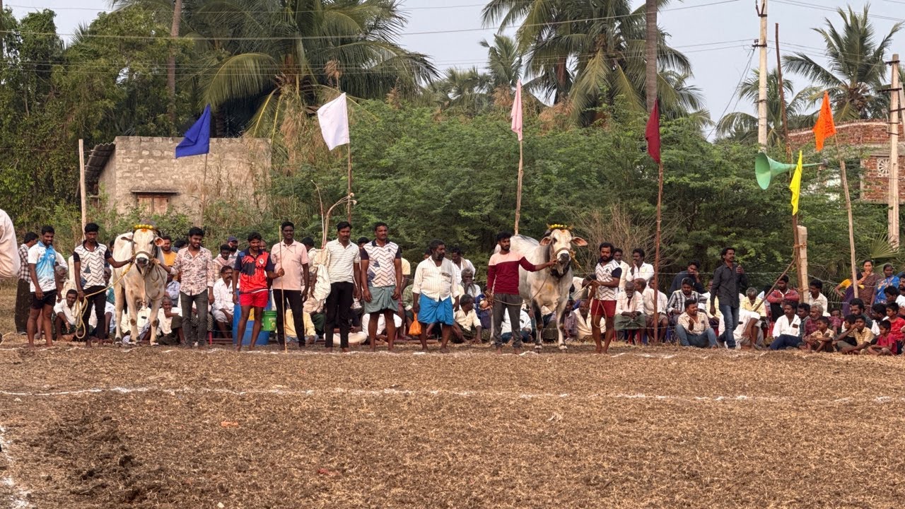 koduru Race | Juniors  |8va  jatha | |