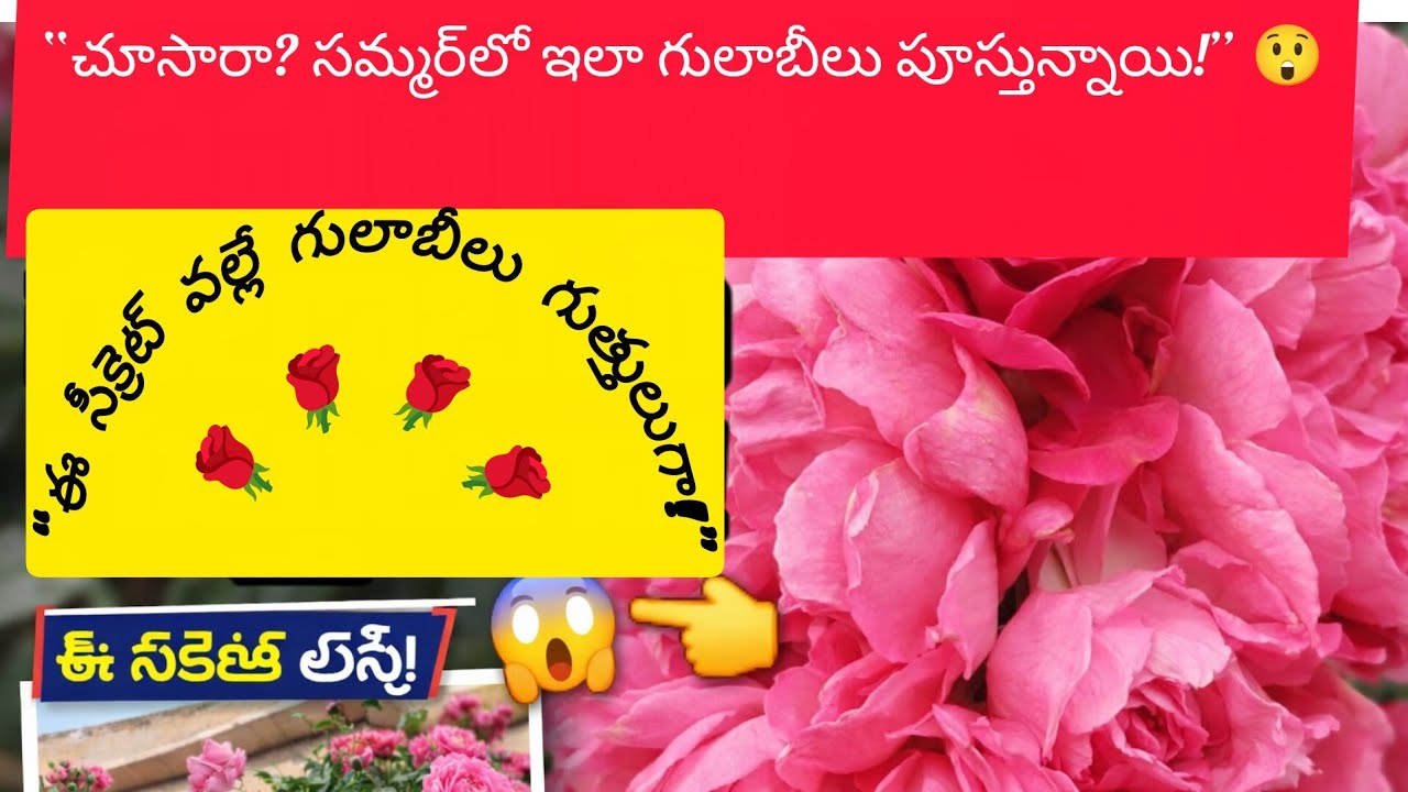   గులాబీ లు “పూయడం లేద ❌ → ఇలా చేయండి ✅ → పూలే పూలు 🌹🔥”