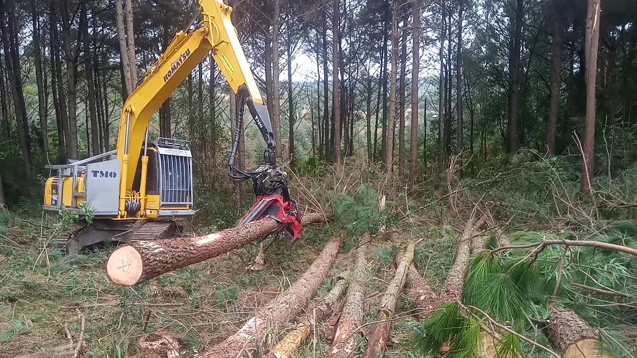 Derrubada de pinus com cabeçote florestal Waratah H414