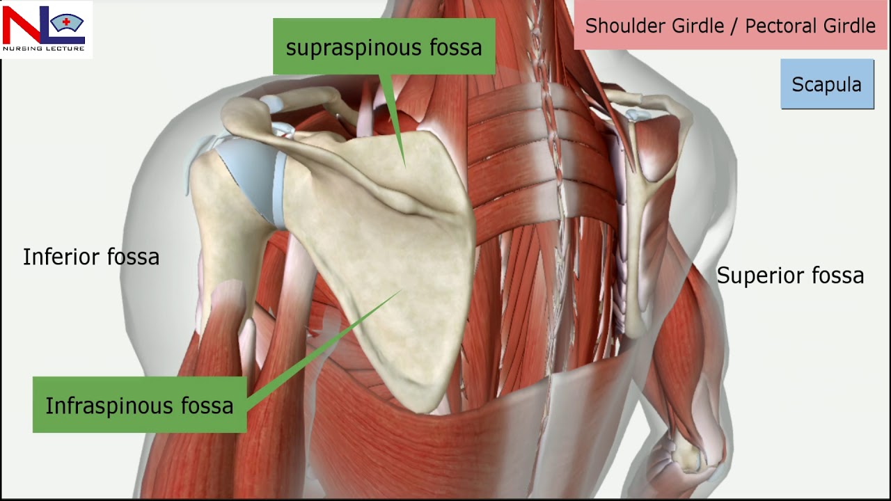 Pectoral girdle in Hindi | Shoulder girdle | Skeletal System | Nursing Lecture