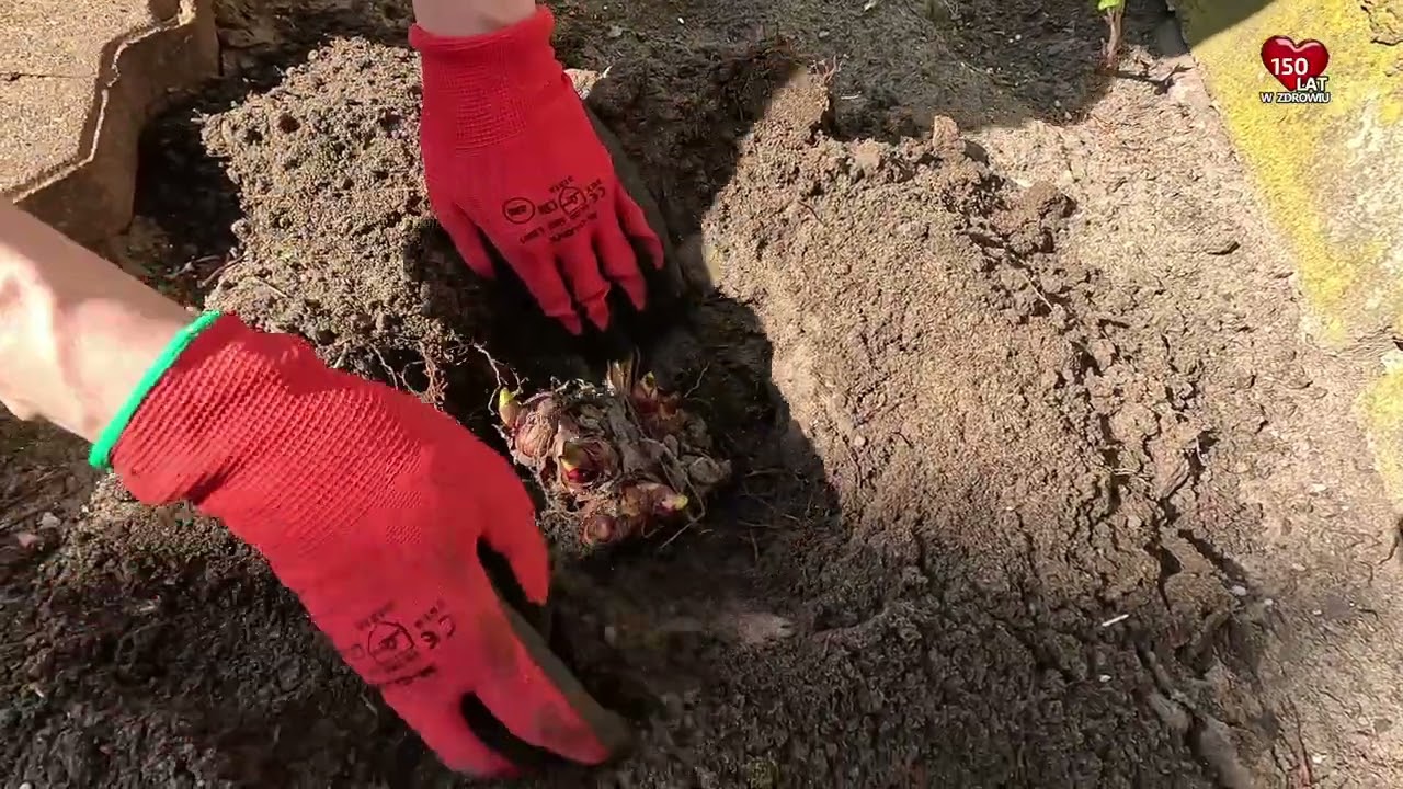 Jak sadzić kanny? - Sadzenie kanny po zimowaniu - Uprawa, pielęgnacja kanny - Ogród 54
