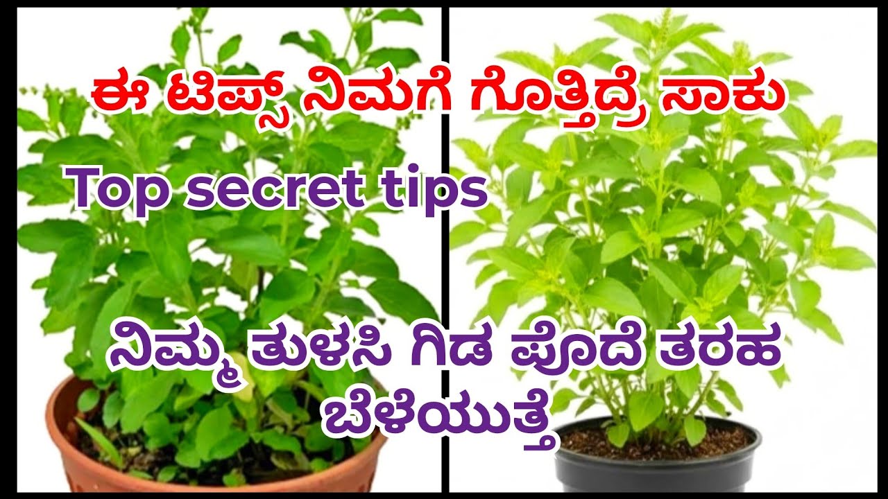 ಈ ಟಿಪ್ಸ್ follow ಮಾಡಿ ತುಳಸಿ ಗಿಡ ದಟ್ಟವಾಗಿ ಪೊದೆ ತರಹ ಬೆಳೆಯುತ್ತೆ||#tulasiplant