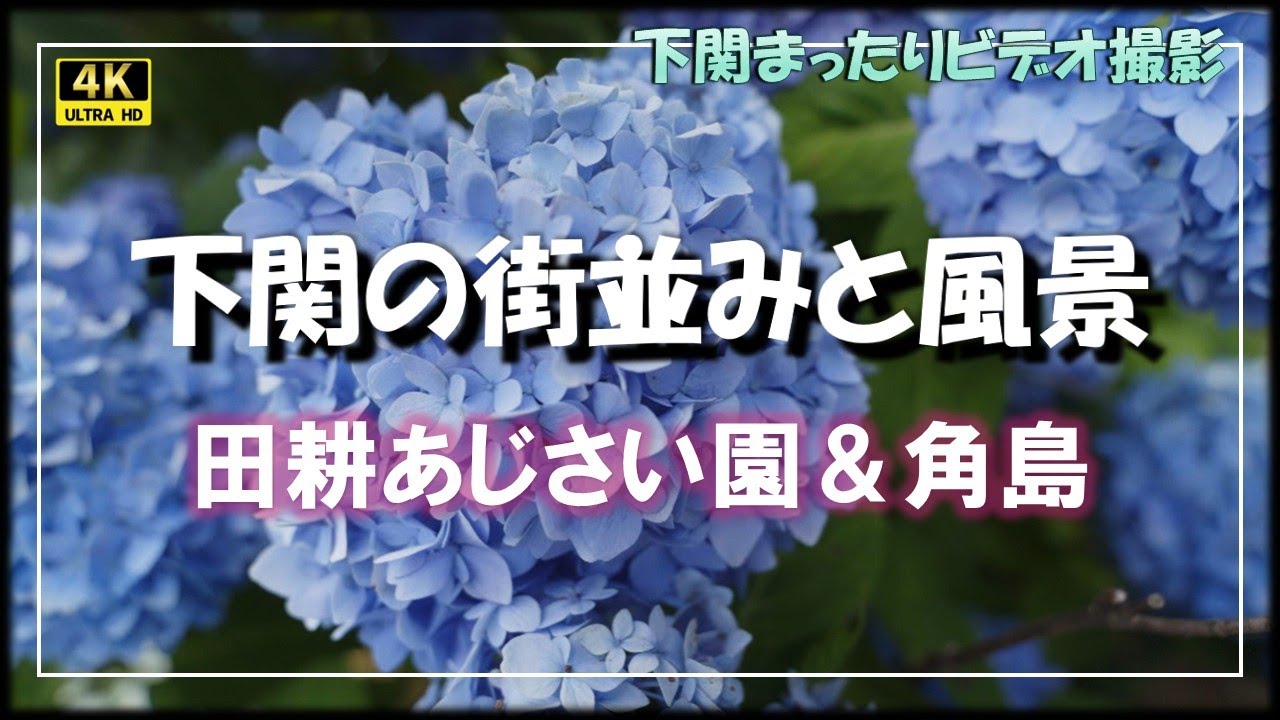 【下関市】豊北町、田耕あじさい園＆角島！！【4K動画】