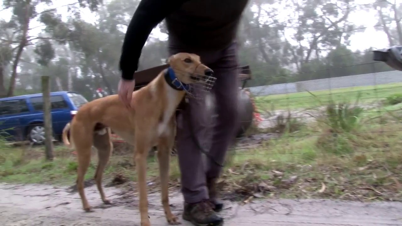 Greyhound coursing tips: A trip to Lang Lang for trialling