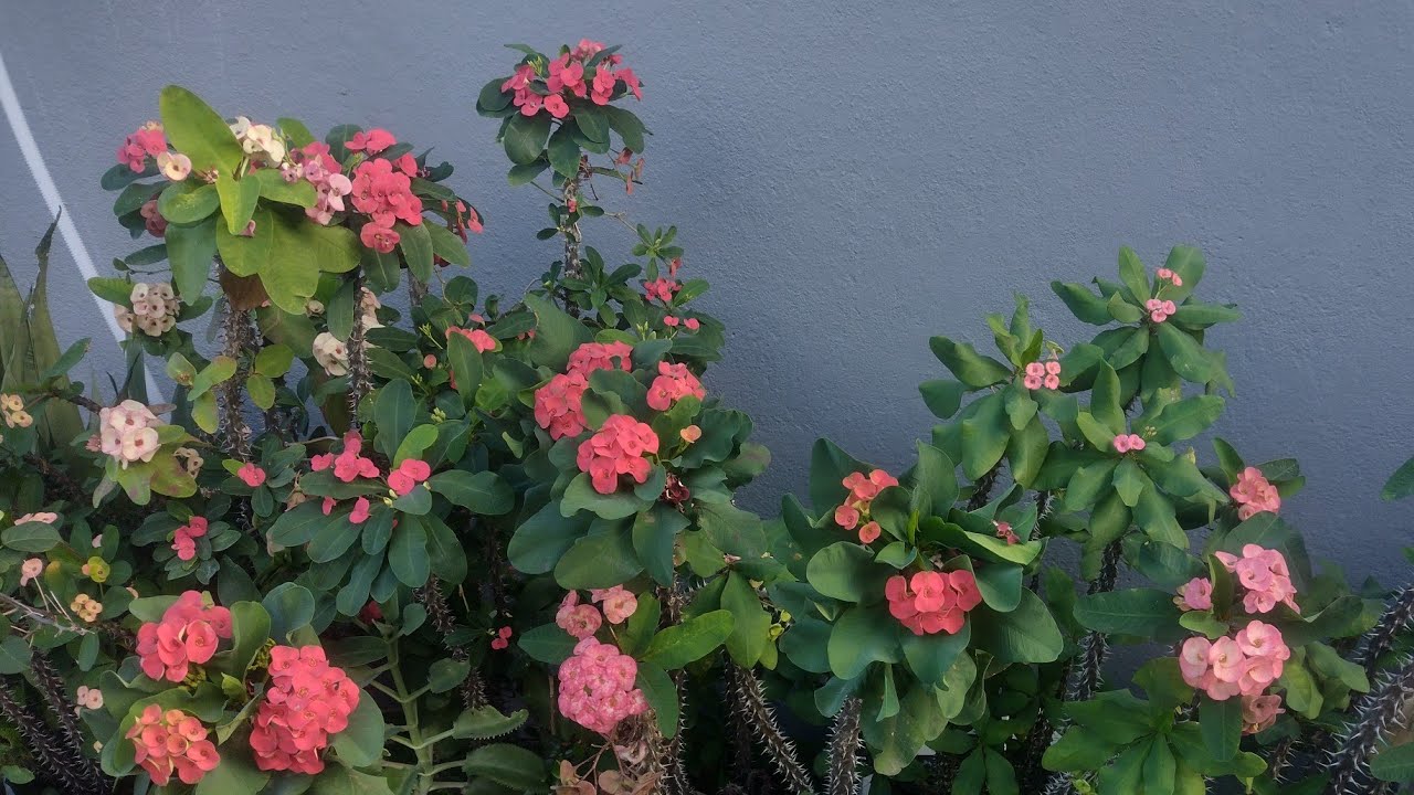Euphorbias milli (coroa de cristo)#701