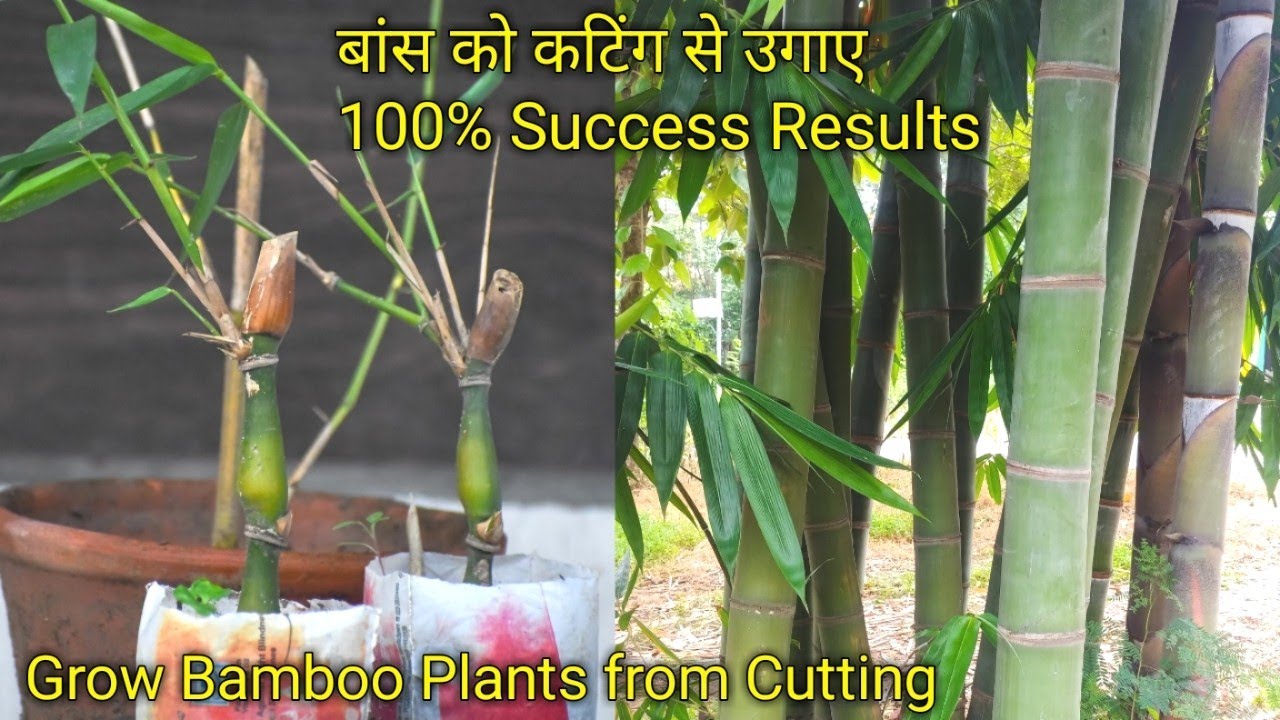 How to grow Bamboo plants from cutting | बांस को कटिंग से लगाना | 100% Success Results