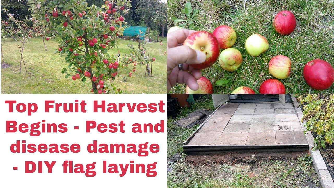 Top Fruit Harvest starting, pest and disease problems, DIY flag laying - how to grow your own fruit