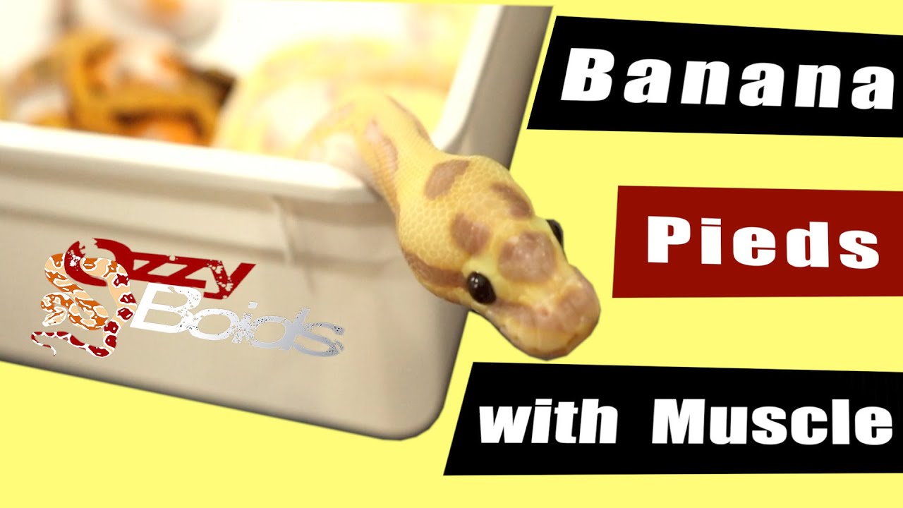 Clutch #19 Reveal: Crazy OD Banana Pieds!