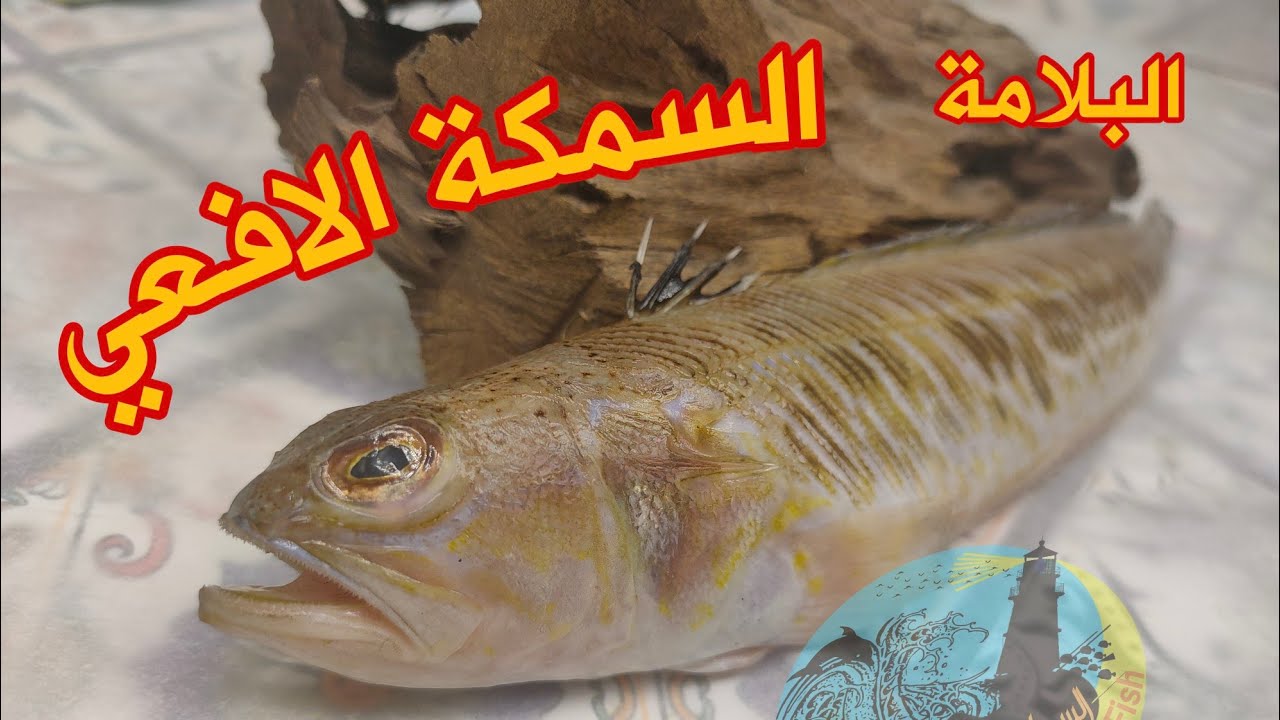 سمكة البلّامة من أخطر أنواع السمك في اسكندرية