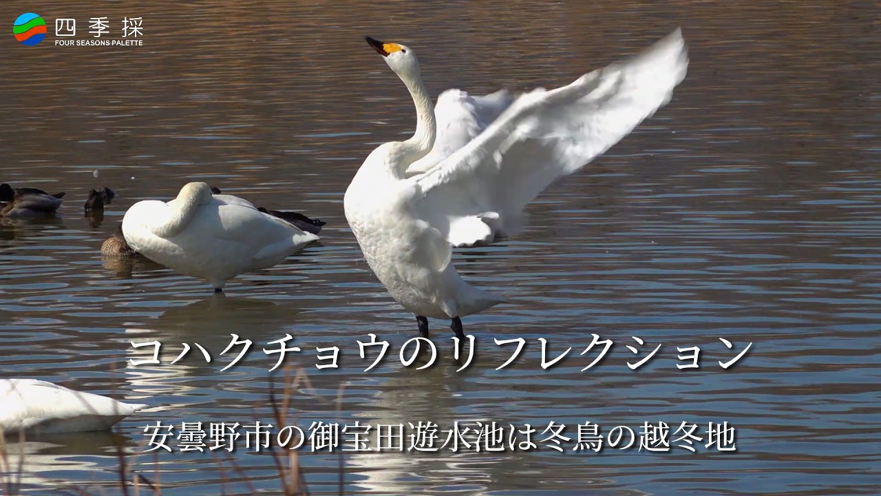 【野鳥観察】御宝田遊水地に佇むリフレクションが綺麗なコハクチョウ｜羽ばたく佇むをスローモーションで楽しく