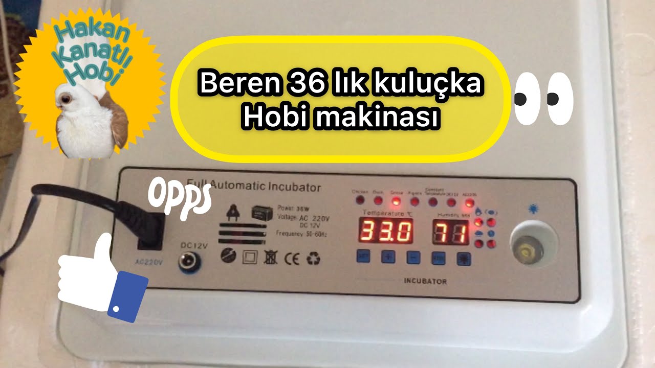 36lık beren kuluçka makinası ve ana kucağım