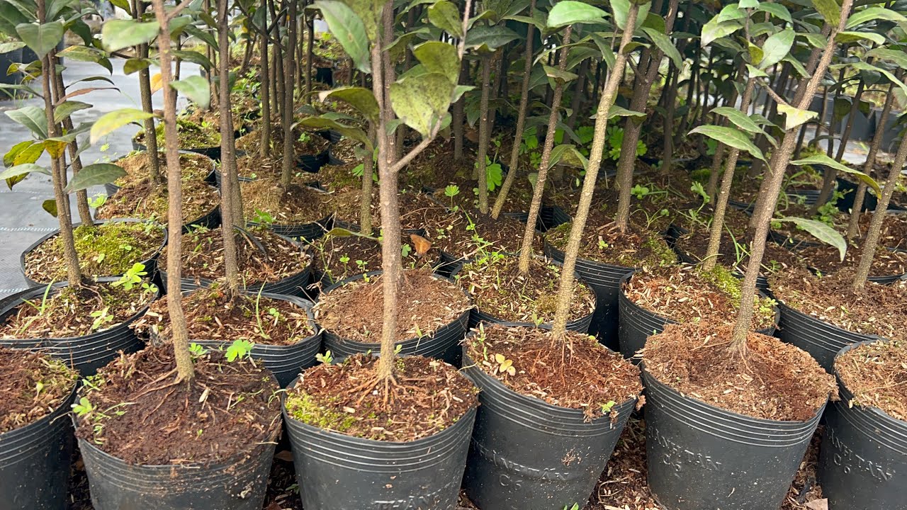 Mai tứ qu&yacute; rễ ch&ugrave;m em xin giao lưu ạ. Sỉ  hoặc lẻ Alo em:@938//778//792 ( Thảo)