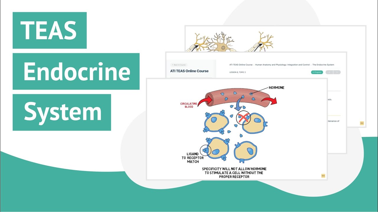 TEAS Science Review | Endocrine System