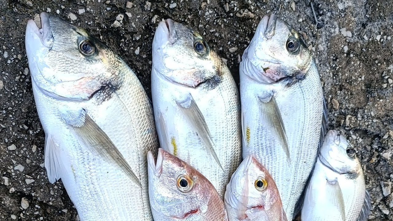 Ribolov sa obale -Pelješac.                               #fishing #fish #relax