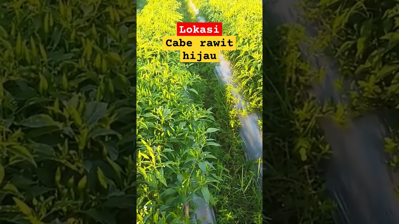 Cabe rawit hijau