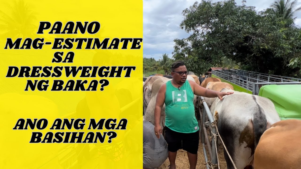 PAANO MAG-ESTIMATE SA DRESSWEIGHT NG BAKA? | ANO ANG NGA BASIHAN?