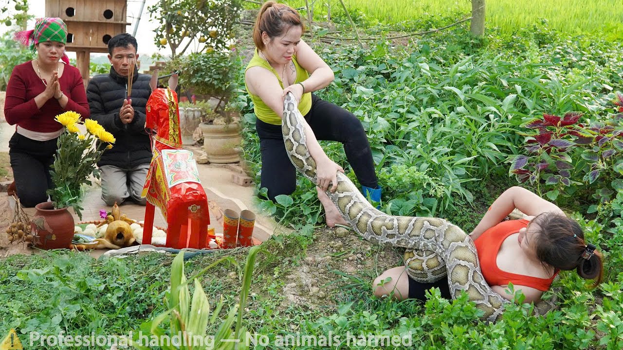 72 hours of confronting a giant python that invaded the farm–giant python lurks beside young girl
