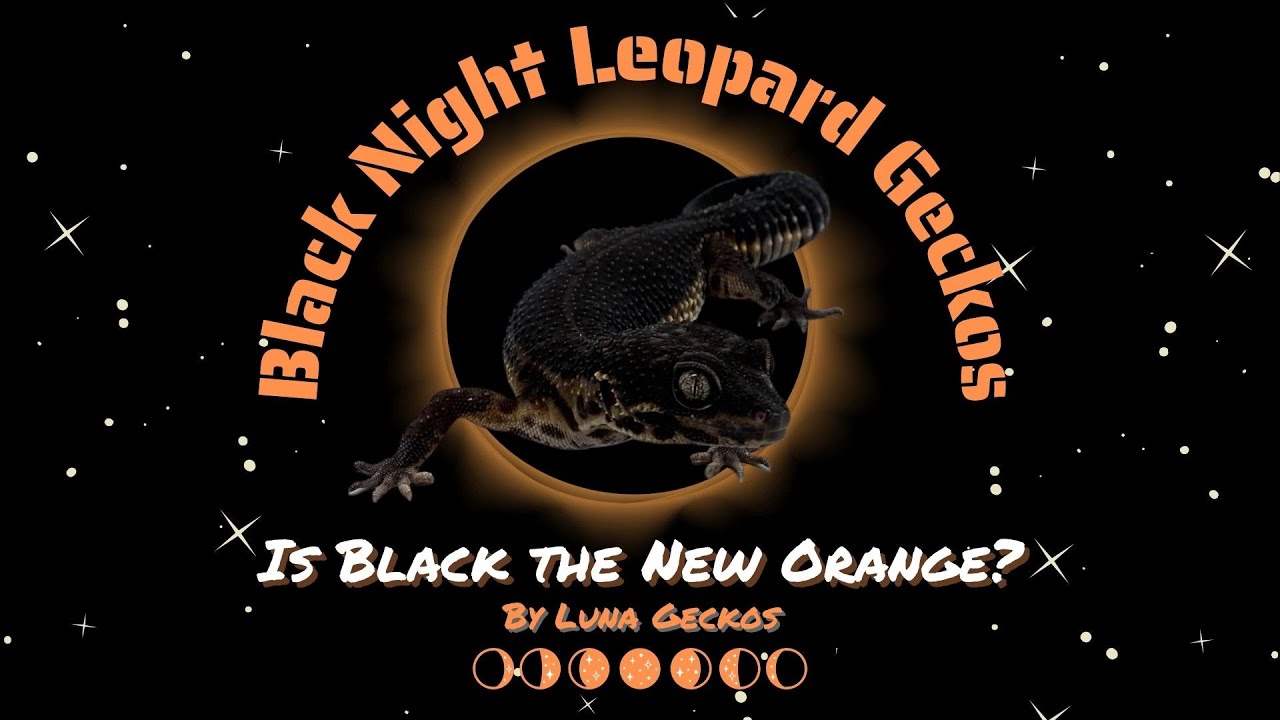 Black Night Leopard Geckos | Is Black The New Orange?