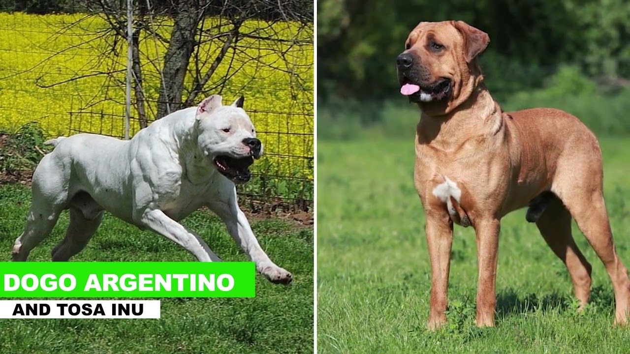 How American Farmers Use Hunting Dogs Against Invasive Wild Boars