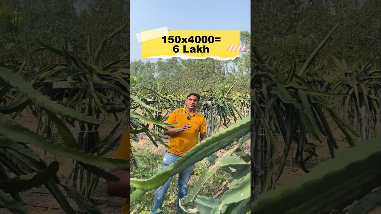 Dragon Fruit 🐉 Farming Income 💰😁 Part 2