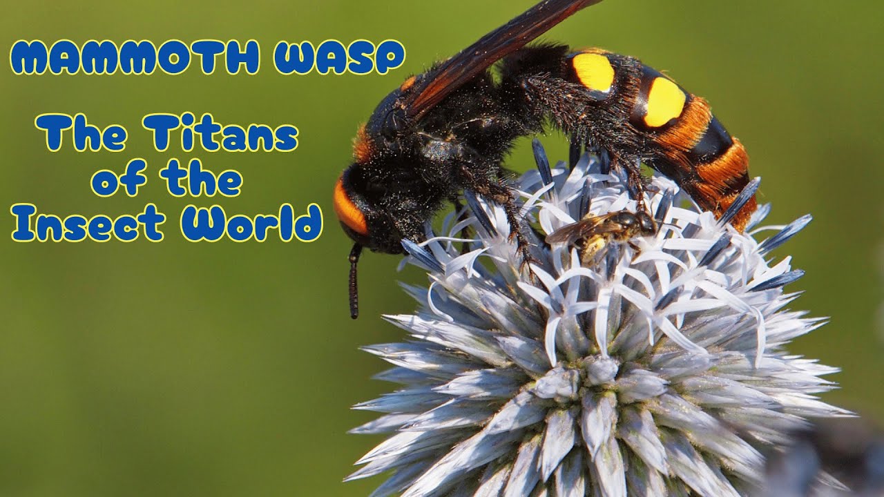 Mammoth Wasps: The Titans of the Insect World