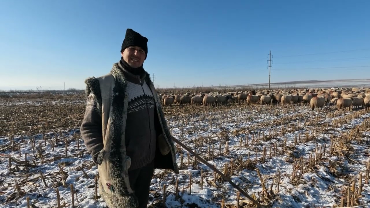 Oi Bucălăi Pe Tocătură -Baciul Costel din Muncelu de Sus .Dragostea Pentru Oi 