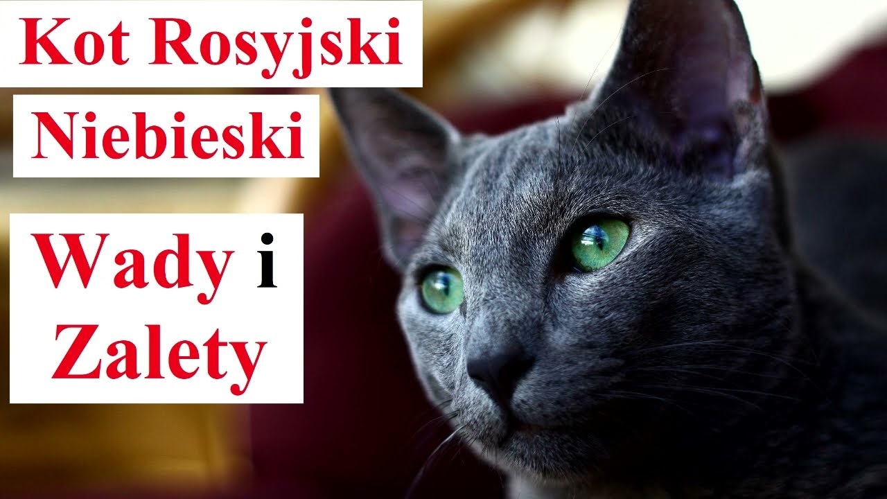 Kot Rosyjski Niebieski - Wady i Zalety