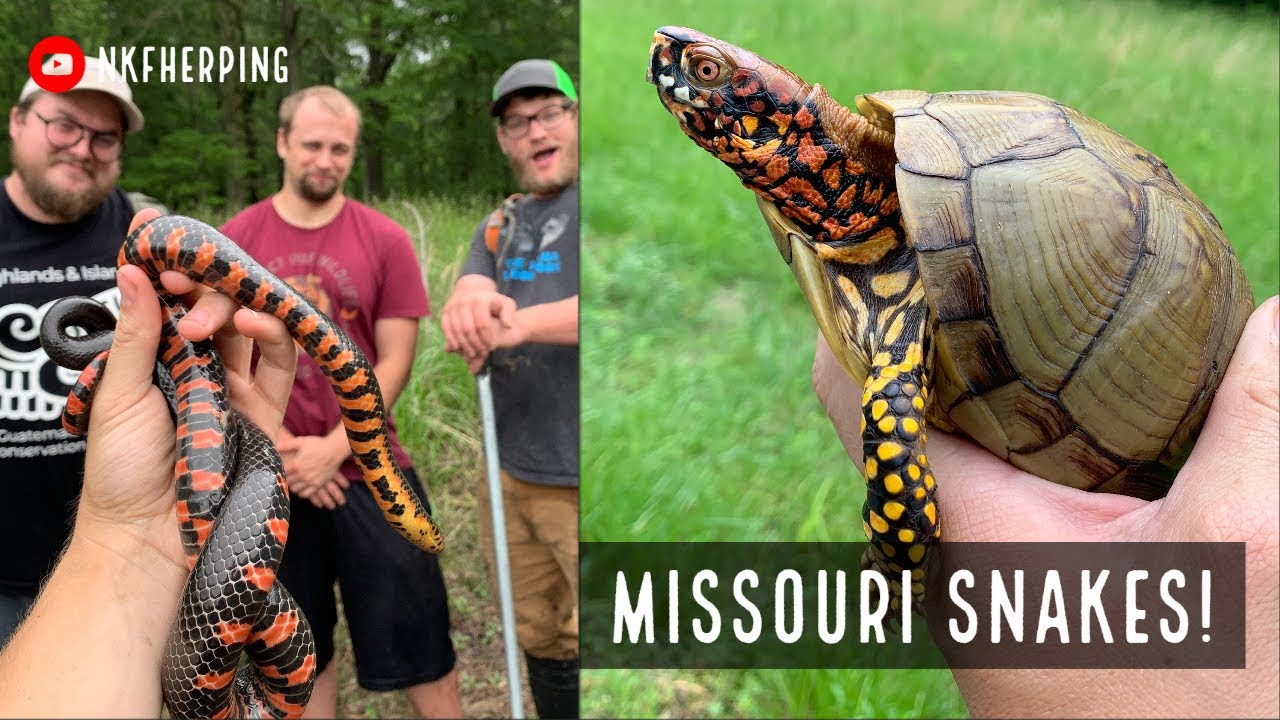 Finding Snakes in Missouri! Mud Snake, Milk Snake, Rattlesnakes, and Lots More!