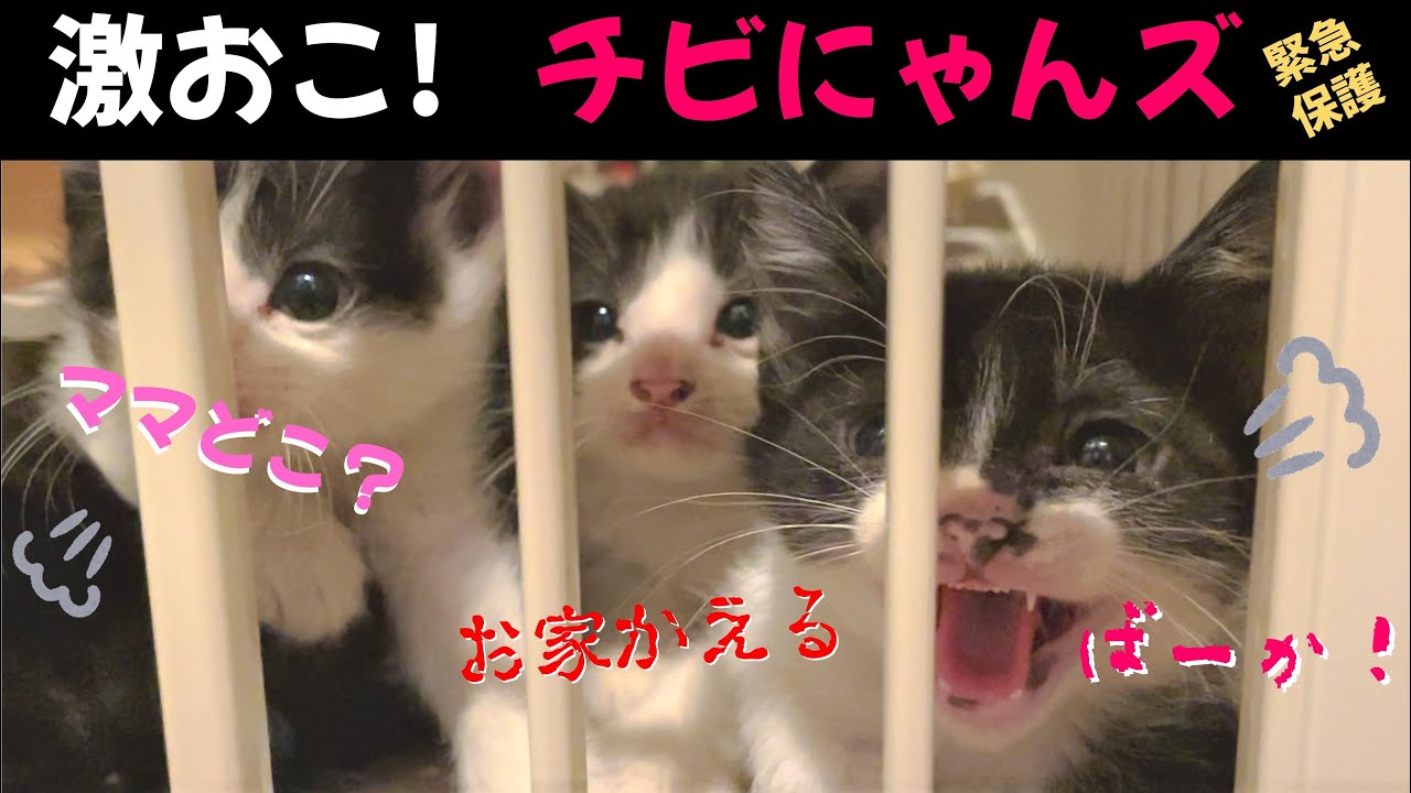 【激怒】緊急保護した４匹の子猫を預かる（前回のつづき）とその後