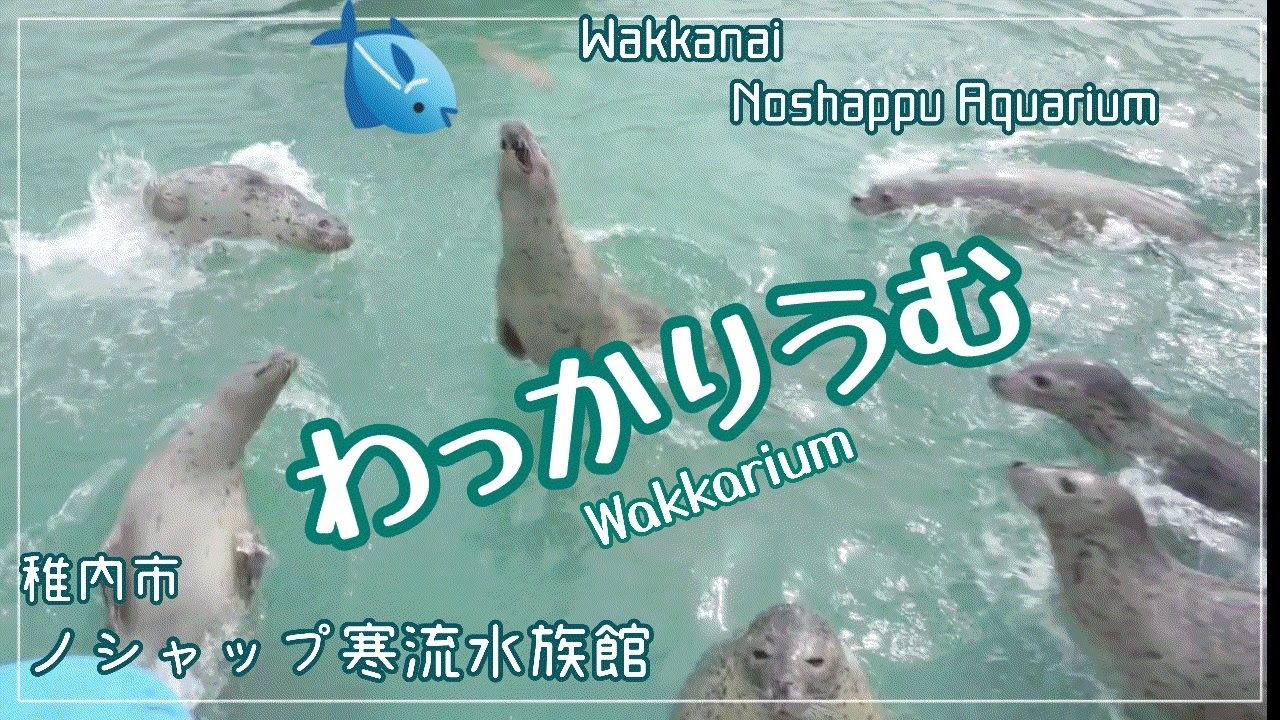 【ノシャップ寒流水族館①】Feed seals fish at the northernmost aquarium in Japan. 【ド迫力のエサやり体験】