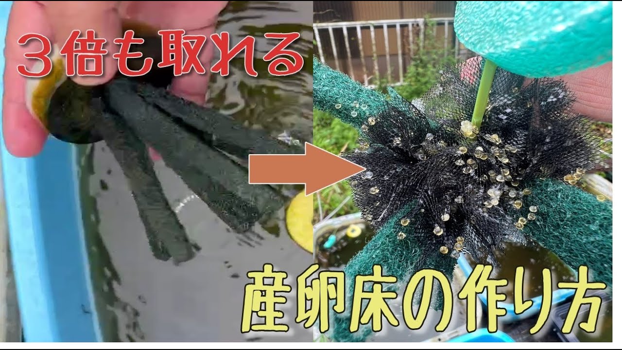 【めだか】圧倒的！根こそぎ3倍取れること産卵床の作り方